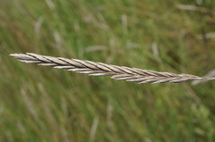 Agrotrigia