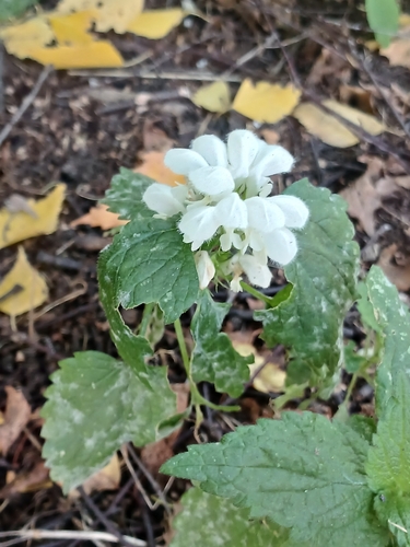White deadnettle