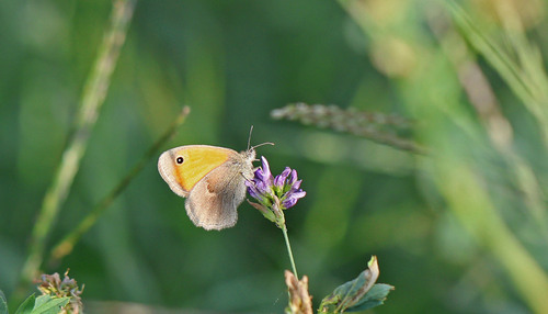 Small Heath