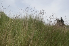 Agrotrigia