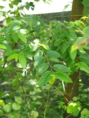 author not stated, no rights reserved Celtis sinensis, photograph author not stated, no rights reserved
