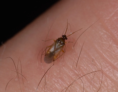 Plesiodema pinetella