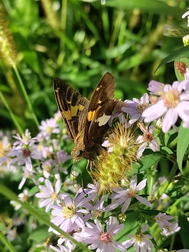 Silver-spotted Skipper