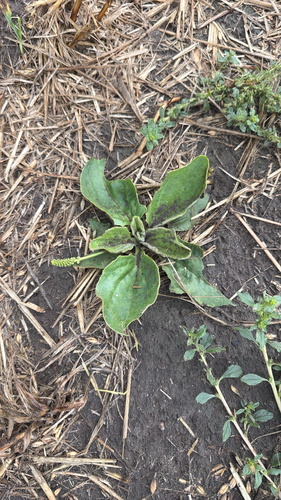 greater plantain
