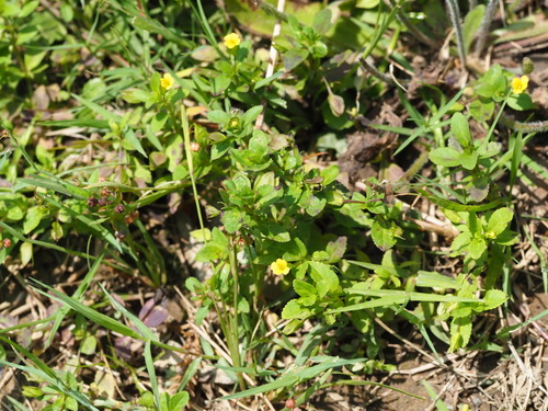 Mecardonia procumbens, photograph 5