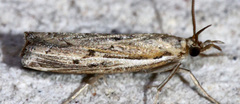 Fissicrambus quadrinotellus