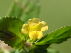 Mecardonia procumbens, photograph author not stated, no rights reserved