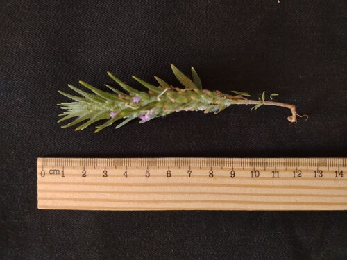 Ziziphora tenuior