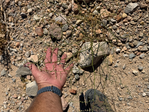 Eriogonum deflexum, photograph 1
