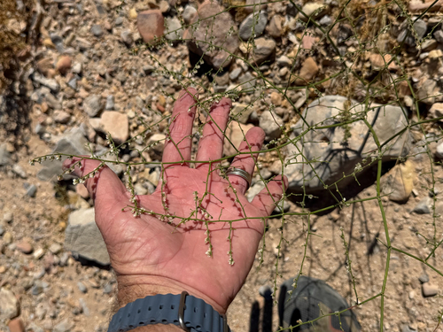 Eriogonum deflexum