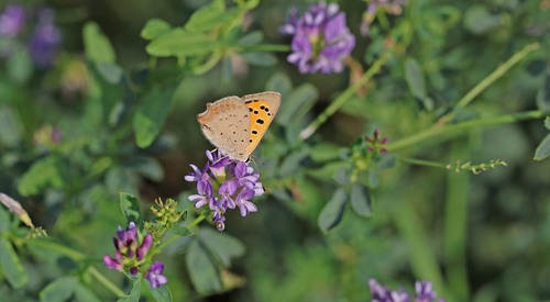 Small Copper