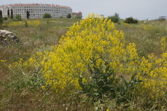 Isatis tinctoria