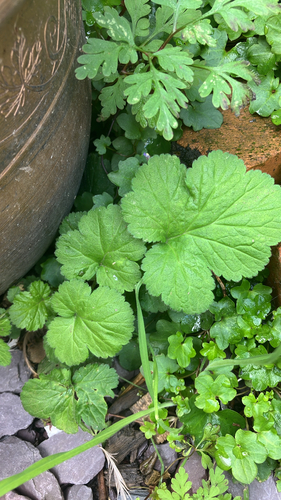 Wood Avens