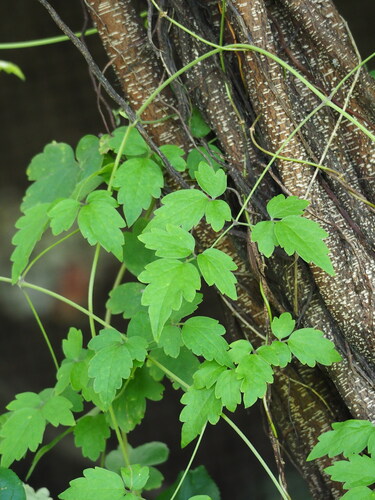 Clematis grata