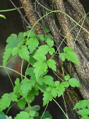 Clematis grata