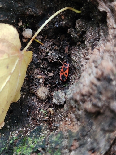 European Firebug