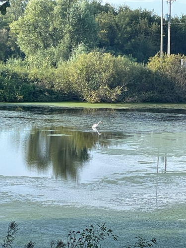 Great Egret