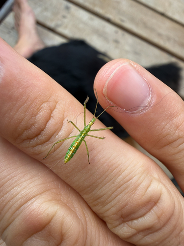 Pale Green Assassin Bug