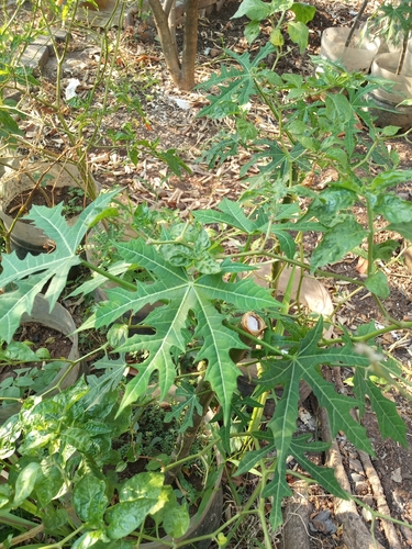 Tree Spinach