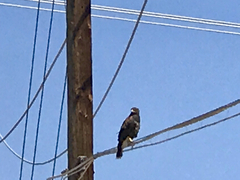 Parabuteo unicinctus