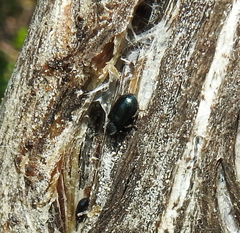 Necrobia violacea
