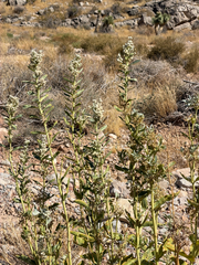 Asclepias erosa