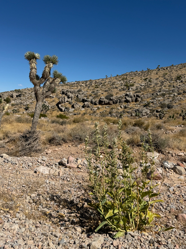 Asclepias erosa, photograph 3