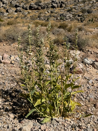 Asclepias erosa, photograph 2