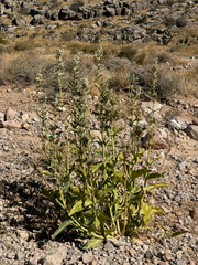 Asclepias erosa, photograph (c) CK2AZ, some rights reserved (CC BY)