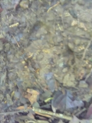 Tapirus terrestris
