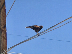 Parabuteo unicinctus