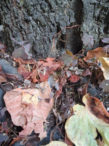 Creeping Woodsorrel