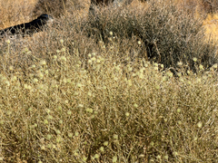 Scutellaria mexicana
