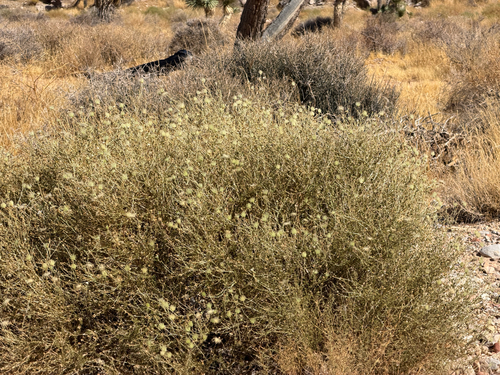 Scutellaria mexicana, photograph 1