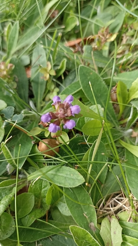 common selfheal