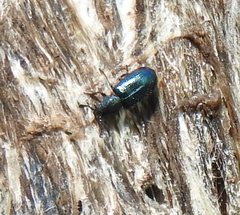 Necrobia violacea