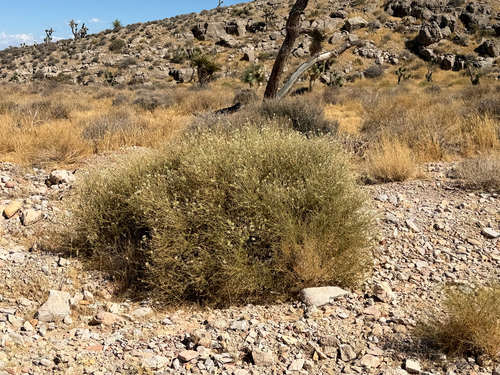 Scutellaria mexicana, photograph 2