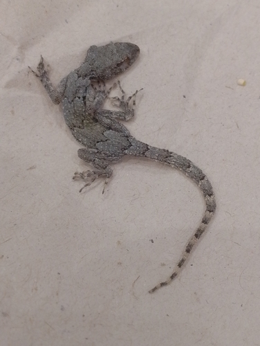 Mediterranean Thin-toed Gecko