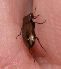Notiophilus biguttatus