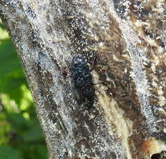 Dermestes murinus