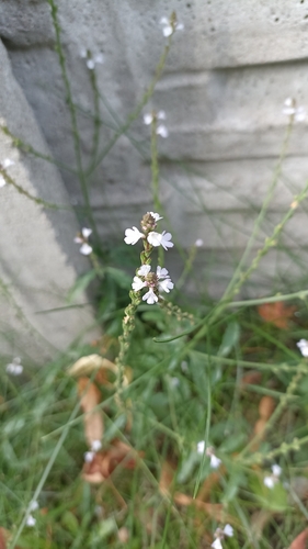 Common vervain