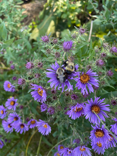 Common Eastern Bumble Bee