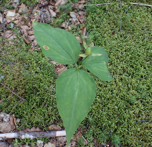 Trillium undulatum, photograph 2