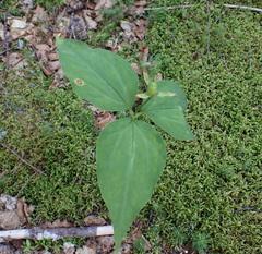 (c) Steven Lamonde, some rights reserved (CC BY) Trillium undulatum, photograph (c) Steven Lamonde, some rights reserved (CC BY)