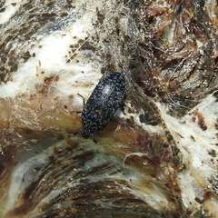 Dermestes murinus