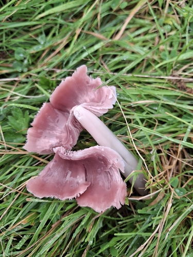 Pink Waxcap