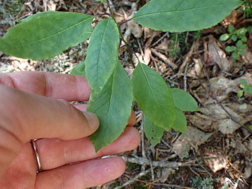 Ilex mucronata, photograph 2