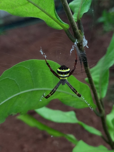 Garden cross spider
