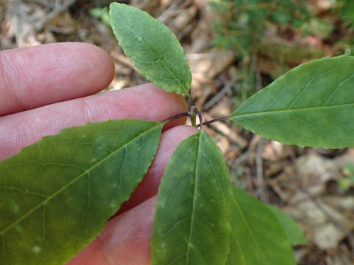 Ilex mucronata, photograph 1