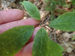 Ilex mucronata, photograph (c) Steven Lamonde, some rights reserved (CC BY)